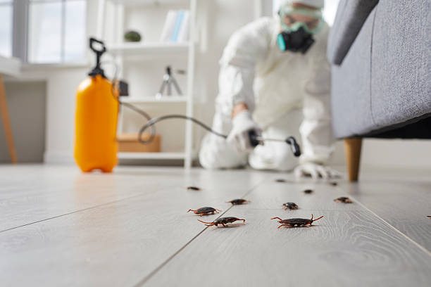 Post-Treatment Bed Bug Interceptor Monitoring in Valle Vista